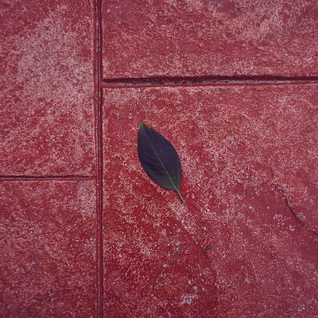 hoja de árbol verde con textura en el rojo en la naturaleza