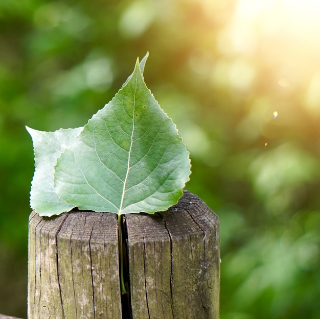 Hoja de árbol verde texturizada en la naturaleza.