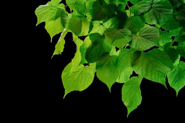 Una hoja de árboles del bosque en los fondos blacj