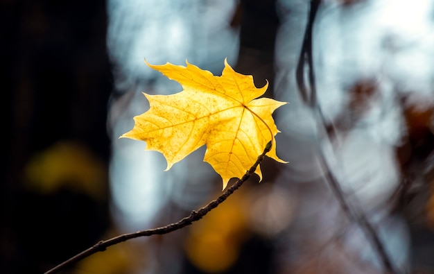 Hoja de arce amarilla en un árbol en un bosque de otoño oscuro