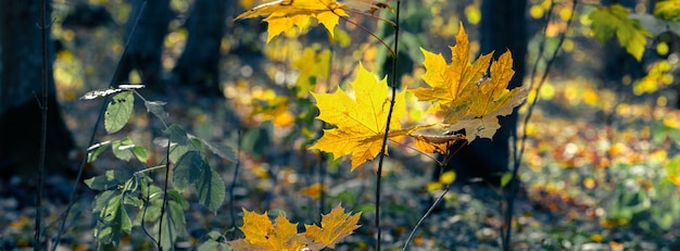 Hoja de arce amarilla en el bosque en tiempo soleado. Bosque de otoño