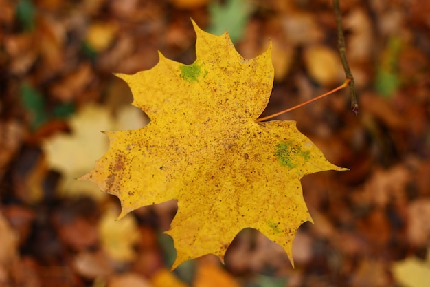 Hoja de arce amarilla en el bosque