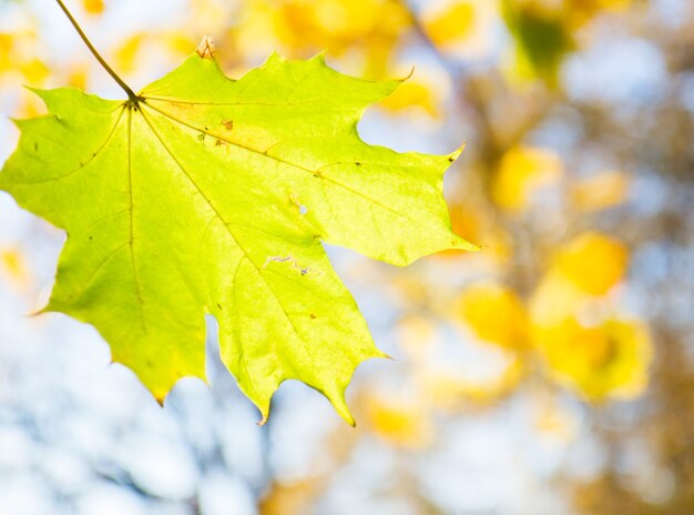 Hoja de arce amarilla en el colorido parque de otoño