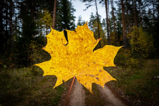 Foto hoja de arce amarilla en el fondo del bosque en otoño