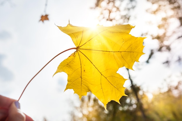 Hoja de arce amarilla en la mano. Concepto de otoño soleado