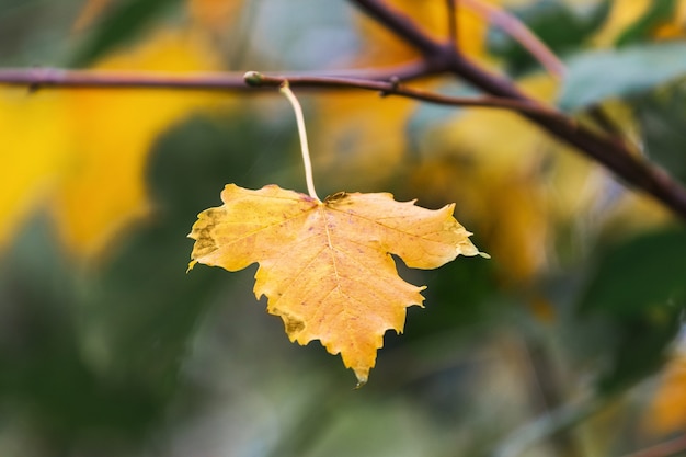 Hoja de arce amarilla en la rama de un árbol