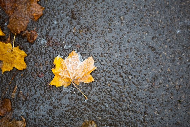 Una hoja de arce amarilla seca y caída se congeló en el hielo del asfalto. Las primeras heladas de otoño, octubre, noviembre. Hoja congelada en el hielo, primer plano