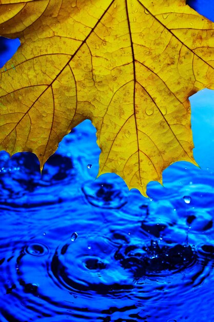 Hoja de arce amarilla sobre agua azul en gotas y salpicaduras El concepto de la llegada del otoño Está lloviendo