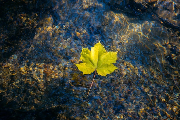 Hoja de arce amarilla sobre agua superficial transparente brillante del arroyo, luz solar natural. Fondo de ambiente otoñal. Concepto de temporada de otoño. Primer plano, copie el espacio.