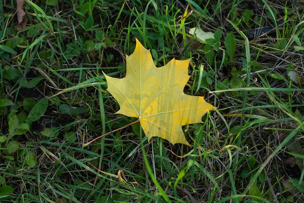 Hoja de arce amarilla sobre hierba verde en otoño