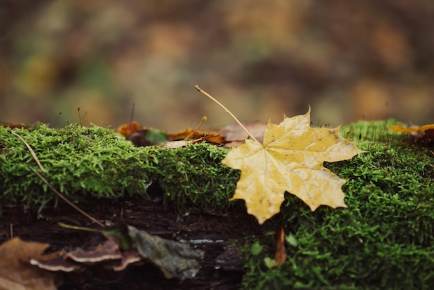 Hoja de arce amarilla sobre musgo en bosques cálidos y húmedos Temporada de otoño clima lluvioso en el bosque foto tonificada