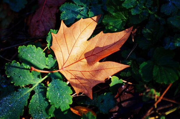 Hoja de arce amarilla en el suelo a la luz del sol de otoño