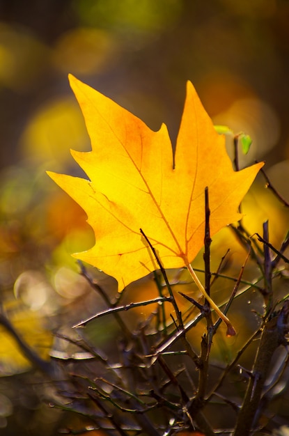 Hoja de arce amarilla en el suelo en otoño la luz del sol