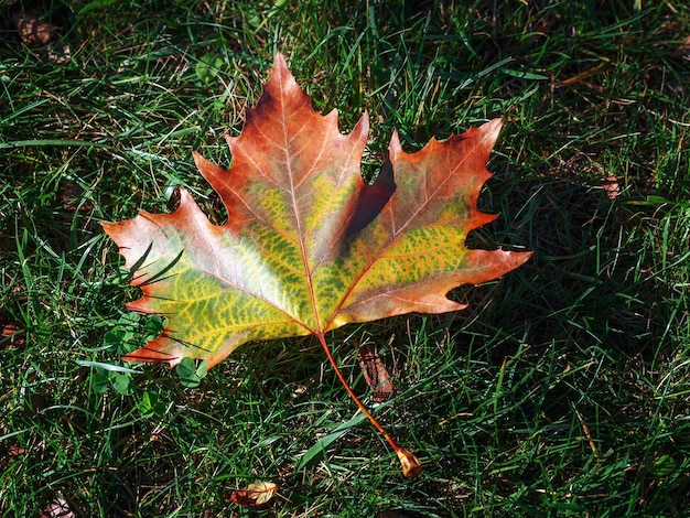 Hoja de arce amarilla en el suelo en otoño la luz del sol