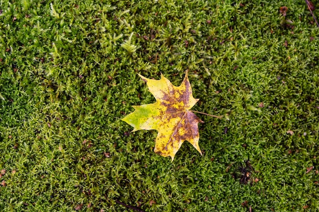 La hoja de arce amarilla yace sobre un musgo verde la naturaleza de los países nórdicos