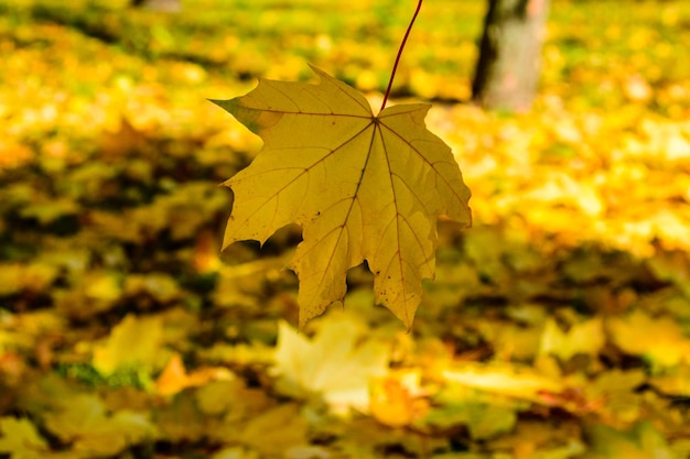 La hoja de arce cae en un parque Concepto de otoñocae en un parque Concepto de otoño