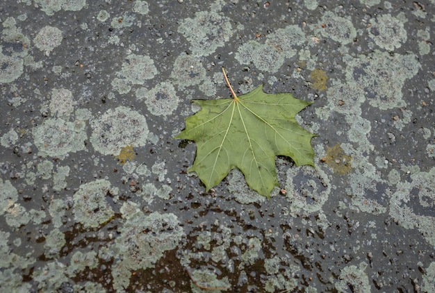 Hoja de arce caída sobre el asfalto cuando llueve