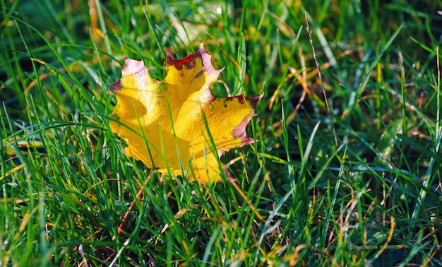 Hoja de arce en un campo de hierba verde