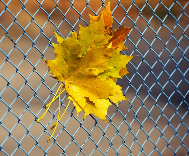 Hoja de arce en la cerca