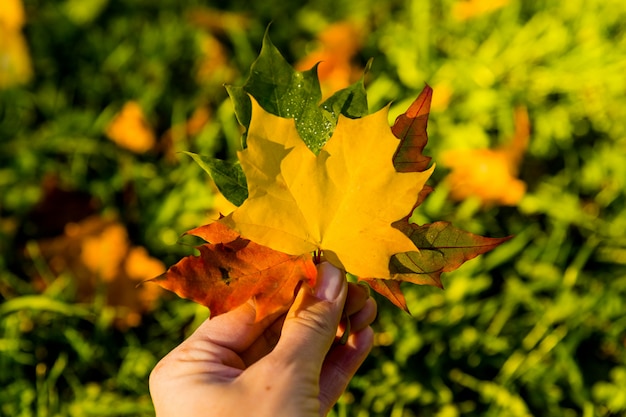 hoja de arce en la mano con la naturaleza verde