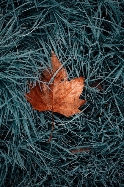 hoja de arce marrón sobre la hierba verde en la temporada de otoño