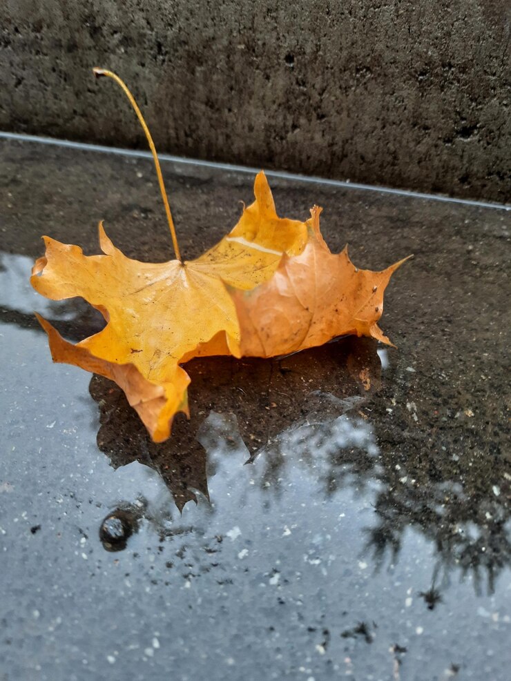 Hoja de arce naranja otoñal en agua lloviendo asfalto Otoño día lluvioso