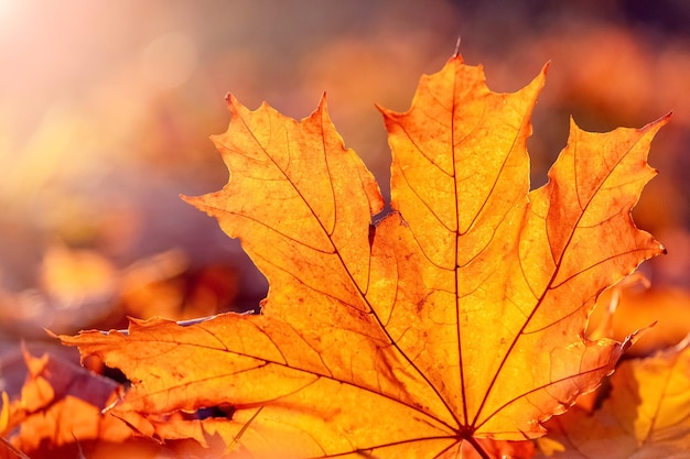 Hoja de arce naranja en el suelo bajo los rayos del sol Hojas de otoño