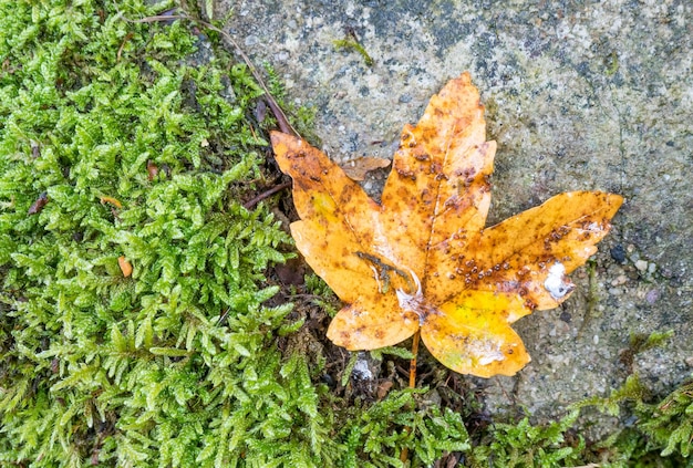 Hoja de arce naranja