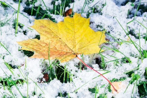 Foto hoja de arce en la nieve