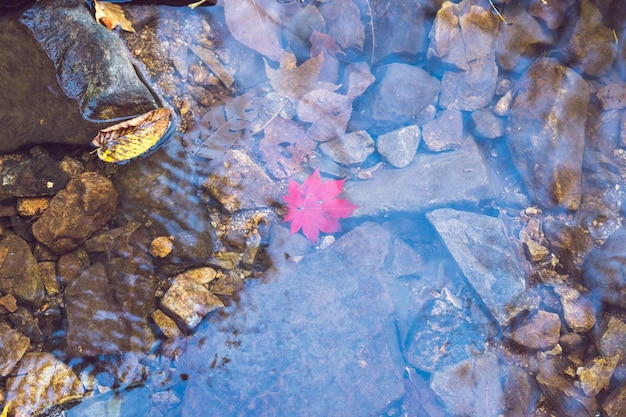 Hoja de arce otoñal en el agua