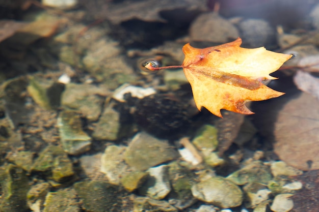 la hoja de arce otoñal se encuentra en la superficie del agua