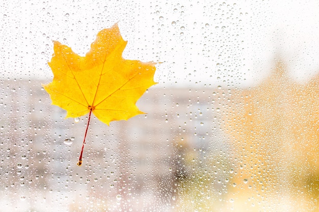 Hoja de arce otoñal sobre vidrio con gotas de agua.