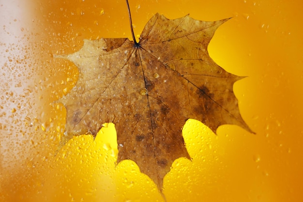 Hoja de arce de otoño sobre una superficie de vidrio con gotas de lluvia de agua sobre un fondo amarillo