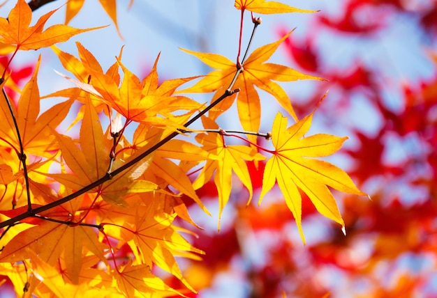 Hoja de arce que cambia de color en otoño
