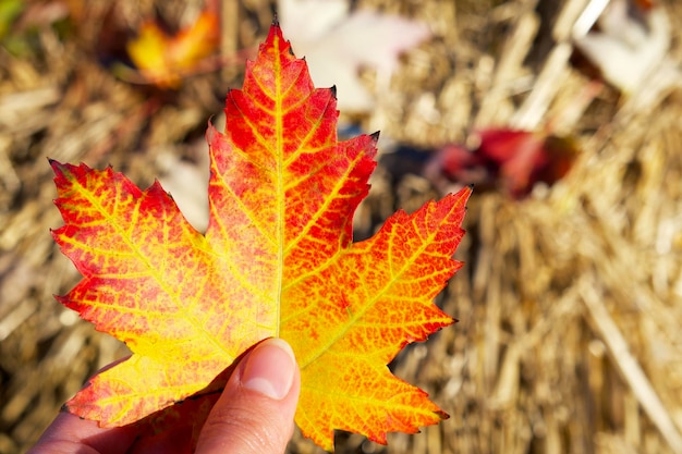 una hoja de arce roja-amarilla en una mano sobre un fondo de heno en un soleado día de otoño