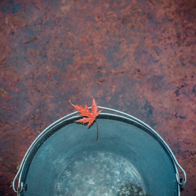 La hoja de arce roja mojada se encuentra en el borde del cubo de lata.