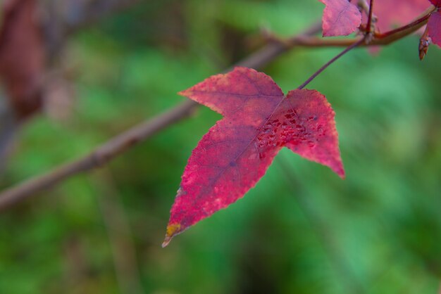 hoja de arce roja en la naturaleza en el gran bosque