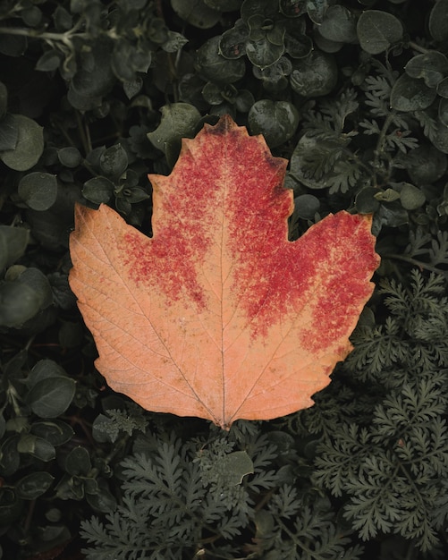 hoja de arce roja en el suelo