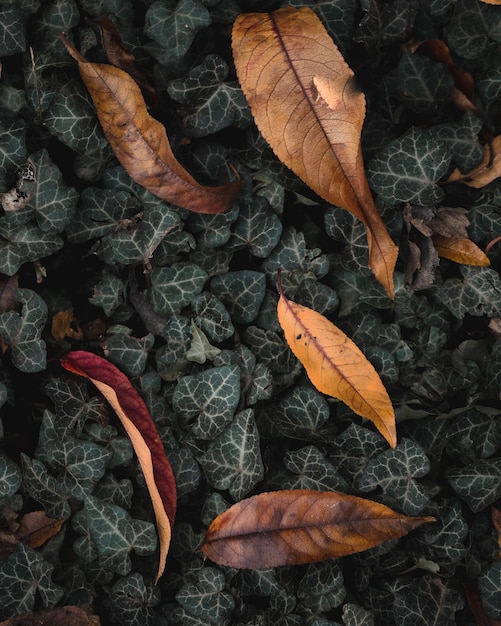 hoja de arce roja en el suelo