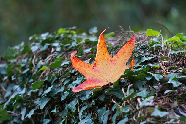 hoja de arce roja en la temporada de otoño