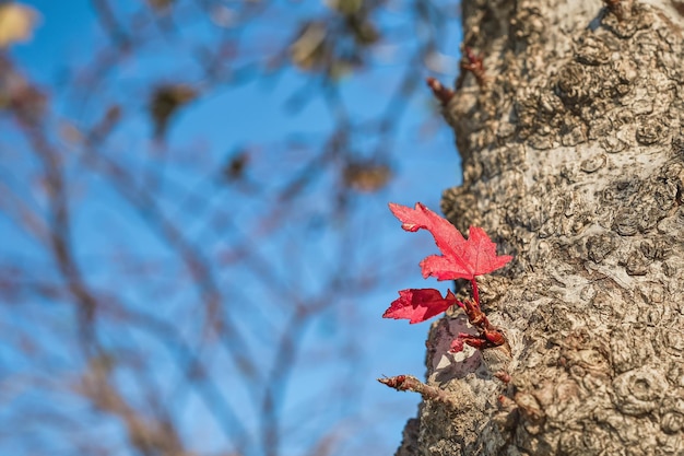 Hoja de arce roja en el tronco de un árbol contra el fondo de ramas y un cielo azul brillante de otoño una idea para un fondo o papel tapiz