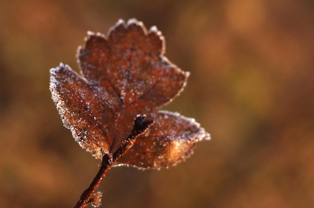 Hoja de arce seca en escarcha en otoño sobre un fondo beige