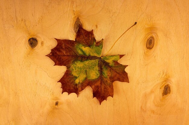 Hoja de arce sobre un fondo de madera clara