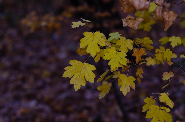 Una hoja de arce se ve en el otoño.