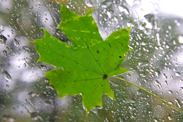 hoja de arce en la ventana