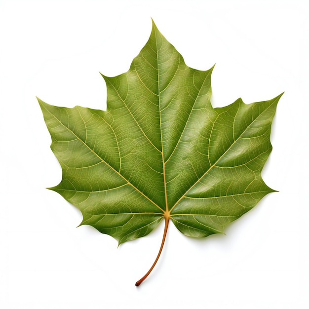 Foto hoja de arce verde aislada sobre fondo blanco