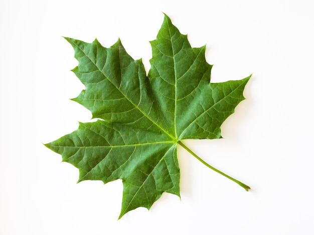 Hoja de arce verde aislada sobre superficie blanca