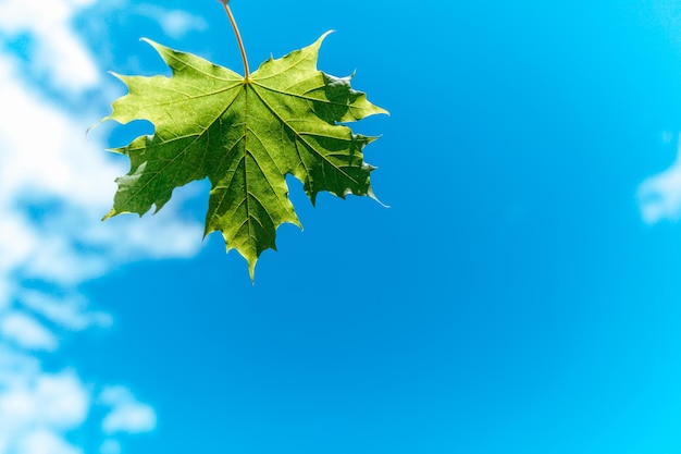 Hoja de arce verde contra el cielo azul nublado