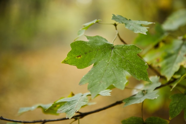 Hoja de arce verde en la rama de un árbol contra el fondo