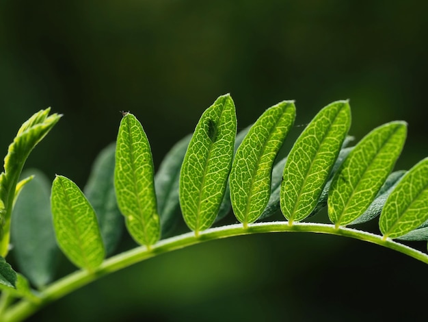 hoja de astrágalo al sol de la mañana